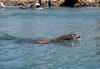 PWC Travel: Sea Lion